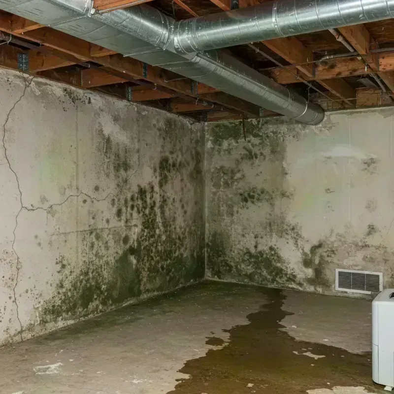 Professional Mold Removal in McMillin, WA